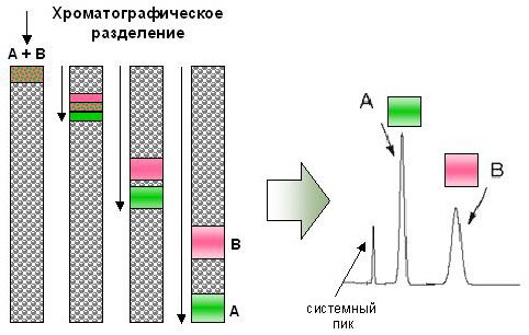 Принцип распределения и разделения веществ методом хроматографии